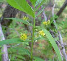 Attēlu rezultāti vaicājumam “Lysimachia thyrsiflora”