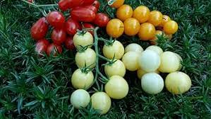 Afbeeldingsresultaat voor hawaiian white cherry tomato