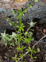 Image result for Galium aparine