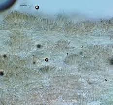 Attēlu rezultāti vaicājumam “Torrubiella arachnophila”