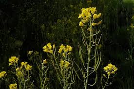 Attēlu rezultāti vaicājumam “Brassica napus”
