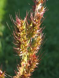 Attēlu rezultāti vaicājumam “Echinochloa crus-galli leaf”