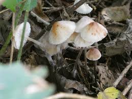 Attēlu rezultāti vaicājumam “Mycena zephirus”