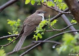 Image result for Coccyzus erythropthalmus