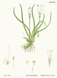 Attēlu rezultāti vaicājumam “Plantago uniflora leaf”