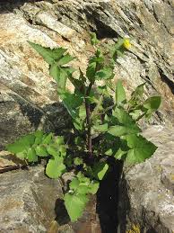 Attēlu rezultāti vaicājumam “Sonchus oleraceus leaf”