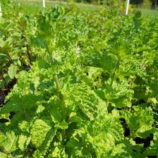 Attēlu rezultāti vaicājumam “Mentha spicata”