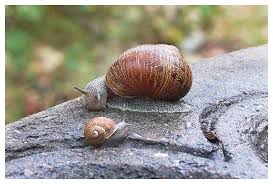 Attēlu rezultāti vaicājumam “Helicidae”