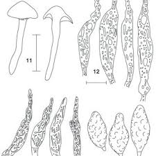 Attēlu rezultāti vaicājumam “Diderma ochraceum spores”