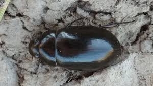 Attēlu rezultāti vaicājumam “Hydrochara caraboides”