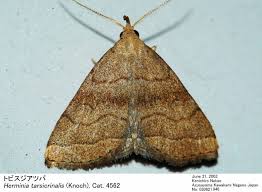 Attēlu rezultāti vaicājumam “Herminia tarsicrinalis”