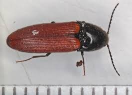 Attēlu rezultāti vaicājumam “Ampedus pomorum”