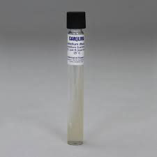 Attēlu rezultāti vaicājumam “Didymium spongiosum var. dictyospora”