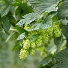 Attēlu rezultāti vaicājumam “Humulus lupulus fruit”