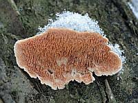 Attēlu rezultāti vaicājumam “Steccherinum bourdotii”