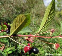 Attēlu rezultāti vaicājumam “Lonicera xylosteum fruit”