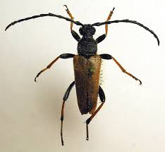 Attēlu rezultāti vaicājumam “Leptura annularis”