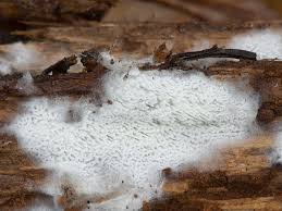 Attēlu rezultāti vaicājumam “Anomoporia bombycina”