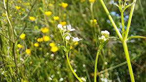 Attēlu rezultāti vaicājumam “Galium palustre fruit”