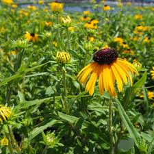 Image result for Rudbeckia fulgida