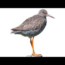 Attēlu rezultāti vaicājumam “Tringa totanus adult”