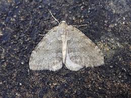 Attēlu rezultāti vaicājumam “Epirrita sp.”