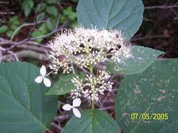 Attēlu rezultāti vaicājumam “Hydrangea arborescens subsp. discolor”