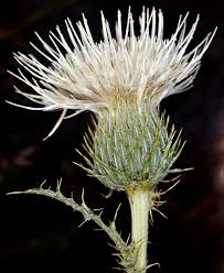 Attēlu rezultāti vaicājumam “Cinclidium stygium macro”
