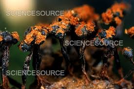 Attēlu rezultāti vaicājumam “Metatrichia floriformis macro”