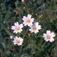 Attēlu rezultāti vaicājumam “Anthyllis arenaria flower”