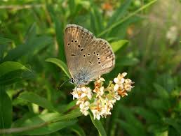 Attēlu rezultāti vaicājumam “Maculinea alcon female”
