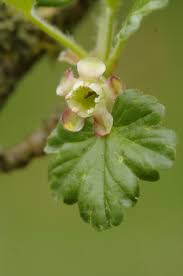 Attēlu rezultāti vaicājumam “Ribes uva-crispa flower”
