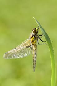 Attēlu rezultāti vaicājumam “Libellula quadrimaculata”