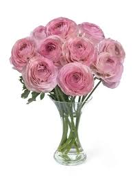 Attēlu rezultāti vaicājumam “Ranunculus brunnescens”