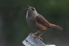 Attēlu rezultāti vaicājumam “Willkommlangea reticulata young”