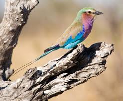 Attēlu rezultāti vaicājumam “Coracias garrulus adult”