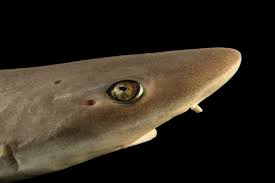 Image result for Mustelus mustelus