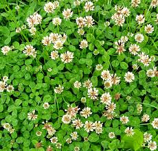 Attēlu rezultāti vaicājumam “Oenothera rubricauli”