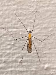 Attēlu rezultāti vaicājumam “Limoniidae”