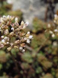 Attēlu rezultāti vaicājumam “Sedum album bud”