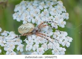 Attēlu rezultāti vaicājumam “Aculepeira ceropegia”