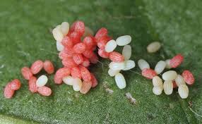 Attēlu rezultāti vaicājumam “Scopula floslactata”