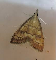 Attēlu rezultāti vaicājumam “Udea fulvalis”