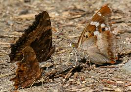 Attēlu rezultāti vaicājumam “Apatura ilia”