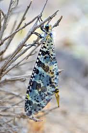 Attēlu rezultāti vaicājumam “Myrmeleontidae imago”