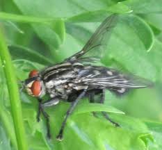 Attēlu rezultāti vaicājumam “Sarcophaga carnaria”