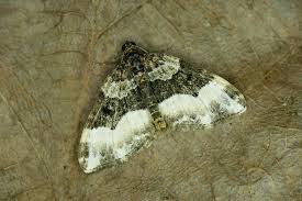 Attēlu rezultāti vaicājumam “Euphyia unangulata”