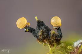 Attēlu rezultāti vaicājumam “Symphytocarpus flaccidus young”