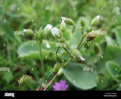 Attēlu rezultāti vaicājumam “Cerastium semidecandrum bud”