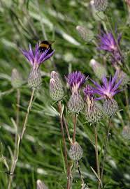 Image result for Ptilostemon afer